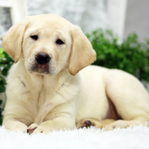 Labrador Retriever Puppy Phoebe