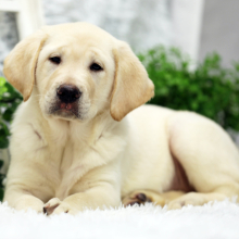 Labrador Retriever Puppy Phoebe