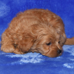 Goldendoodle Puppy Gidget