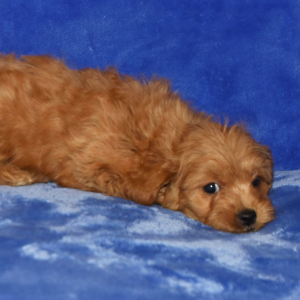 Goldendoodle Puppy Gidget
