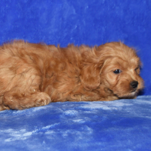 Goldendoodle Puppy Gidget
