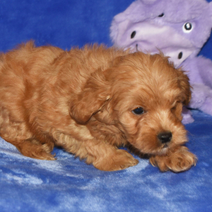 Goldendoodle Puppy Gidget