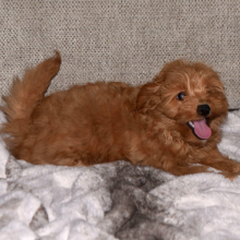 Puppy