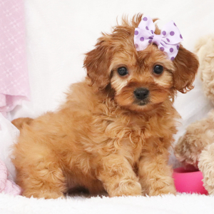 Cavapoo Puppy Kamilla