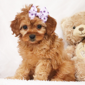 Cavapoo Puppy Kamilla