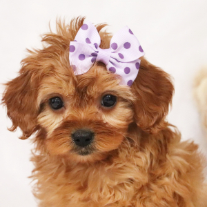 Cavapoo Puppy Kamilla