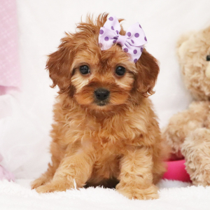 Cavapoo Puppy Kamilla