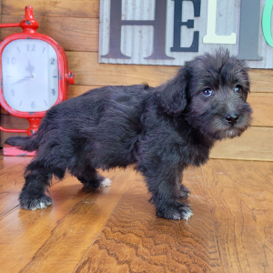 Schnoodle Puppy Sophy