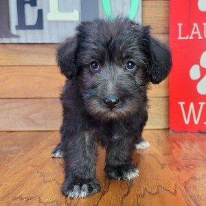 Schnoodle Puppy Sophy