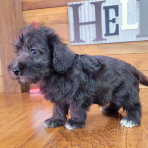 Schnoodle Puppy Sophy