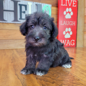 Schnoodle Puppy Sophy