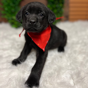 Labrador Retriever Puppy Jaxx