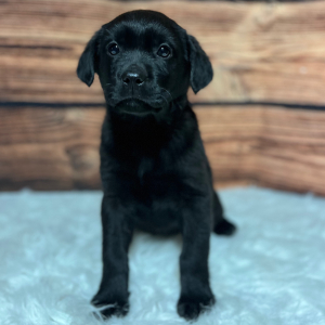 Labrador Retriever Puppy Jaxx