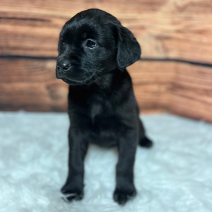Labrador Retriever Puppy Jaxx