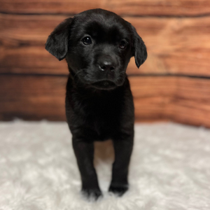 Labrador Retriever Puppy Jaxx