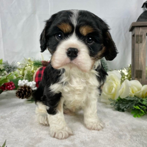 Cavalier King Charles Spaniel Puppy Buster