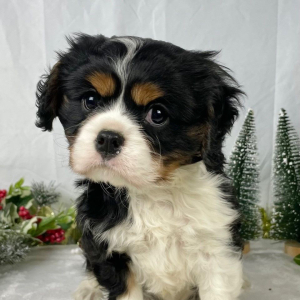 Cavalier King Charles Spaniel Puppy Buster