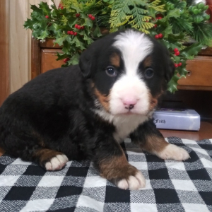Bernese Mountain Dog Puppy Dakota