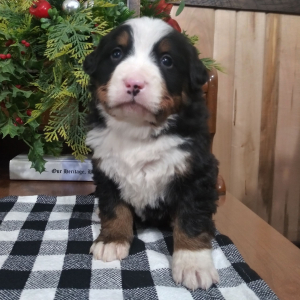Bernese Mountain Dog Puppy Dakota