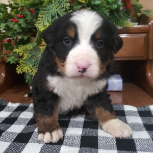 Bernese Mountain Dog Puppy Dakota