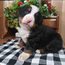 Bernese Mountain Dog Puppy Dakota