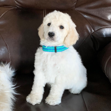 Poodle Puppy Cottontail
