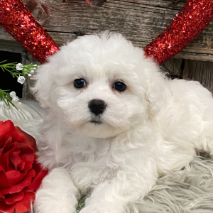 Bichon Frise Puppy Tansy