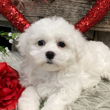 Bichon Frise Puppy Tansy
