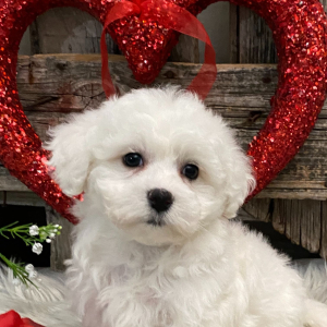 Bichon Frise Puppy Tansy