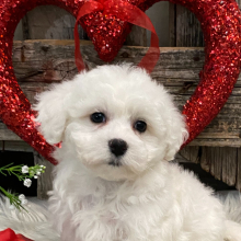 Bichon Frise Puppy Tansy