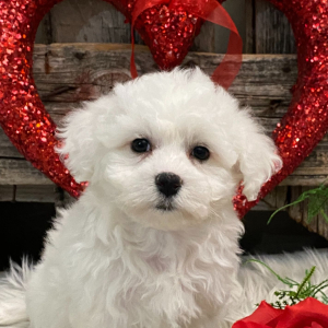 Bichon Frise Puppy Tansy