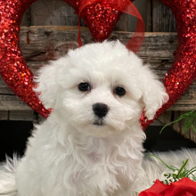 Bichon Frise Puppy Tansy