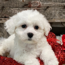Bichon Frise Puppy Tansy