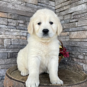 Golden Retriever Puppy Renae