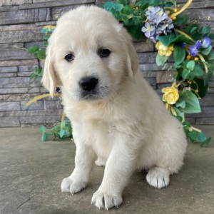 Golden Retriever Puppy Renae