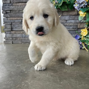 Golden Retriever Puppy Renae