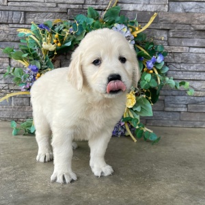 Golden Retriever Puppy Renae