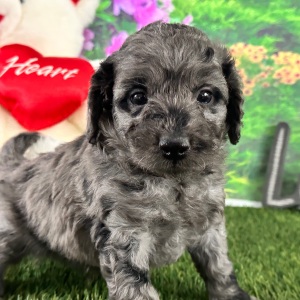 Goldendoodle Puppy Arthur