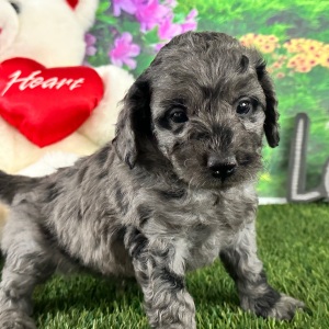 Goldendoodle Puppy Arthur