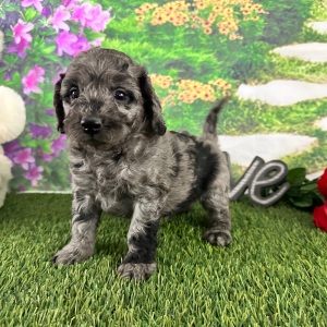 Goldendoodle Puppy Arthur