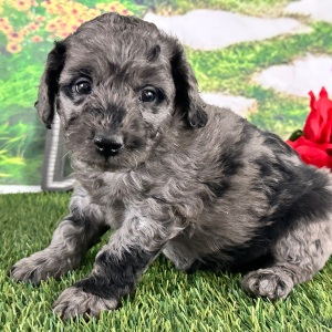 Goldendoodle Puppy Arthur