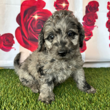 Goldendoodle Puppy Arthur