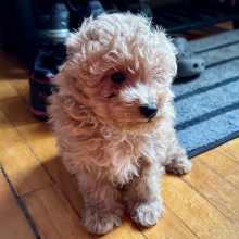 Poodle Puppy Parker