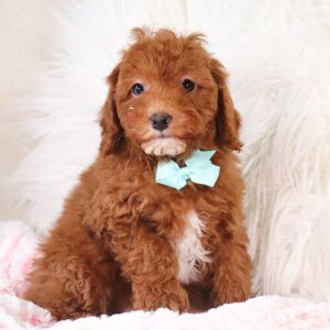 Poodle Puppy Trevor