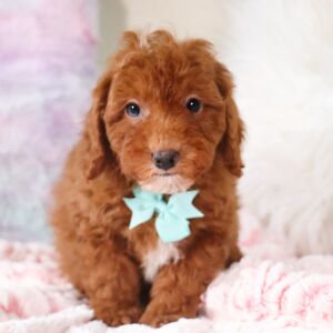 Poodle Puppy Trevor