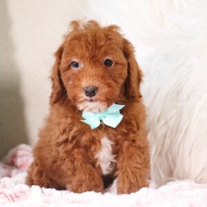 Poodle Puppy Trevor