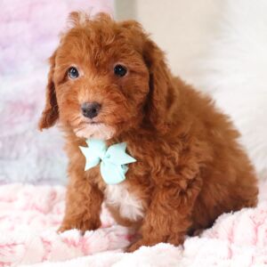 Poodle Puppy Trevor