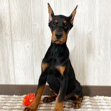 Doberman Pinscher Puppy Fenix