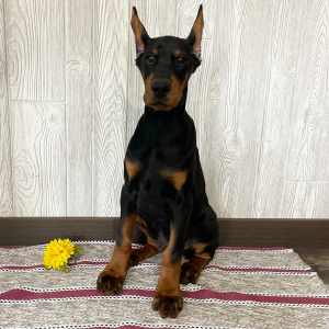 Doberman Pinscher Puppy Fenix