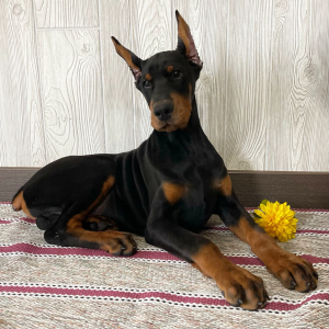 Doberman Pinscher Puppy Fenix